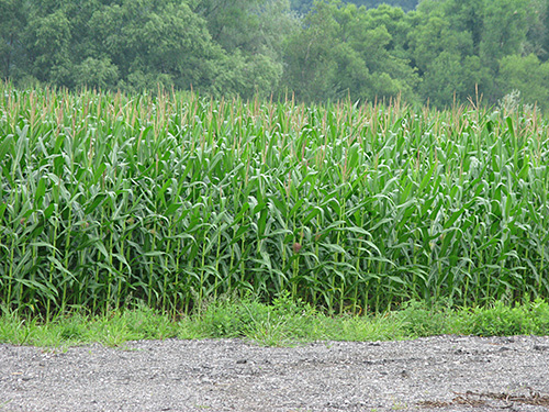 Corn in the summer.