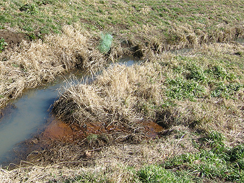 Runoff from pastures.