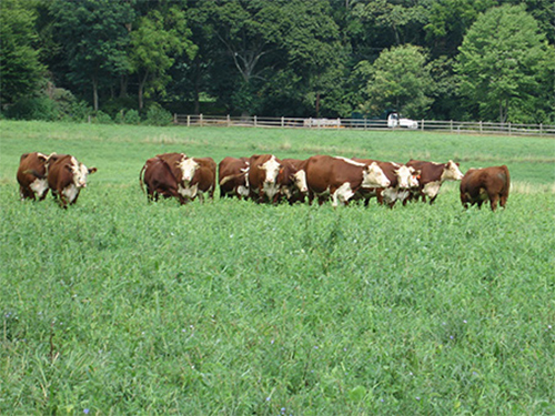 Beef catte grazing.