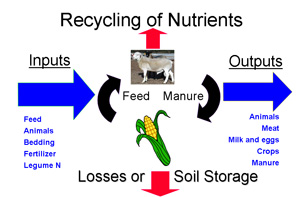 Nutrient recycling graphic.
