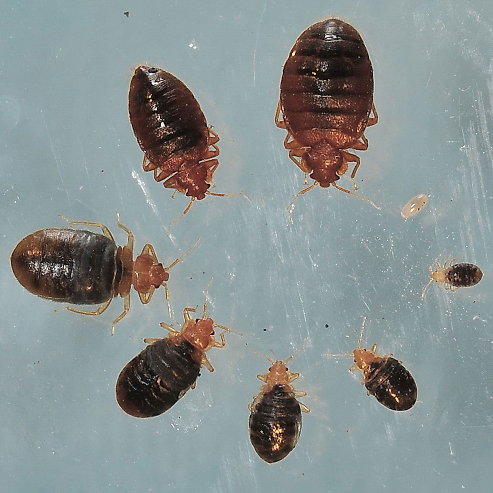 Bed Bug Photos Rutgers NJAES   ALL STAGES AFTER FEEDING By Lihua Lu Big 