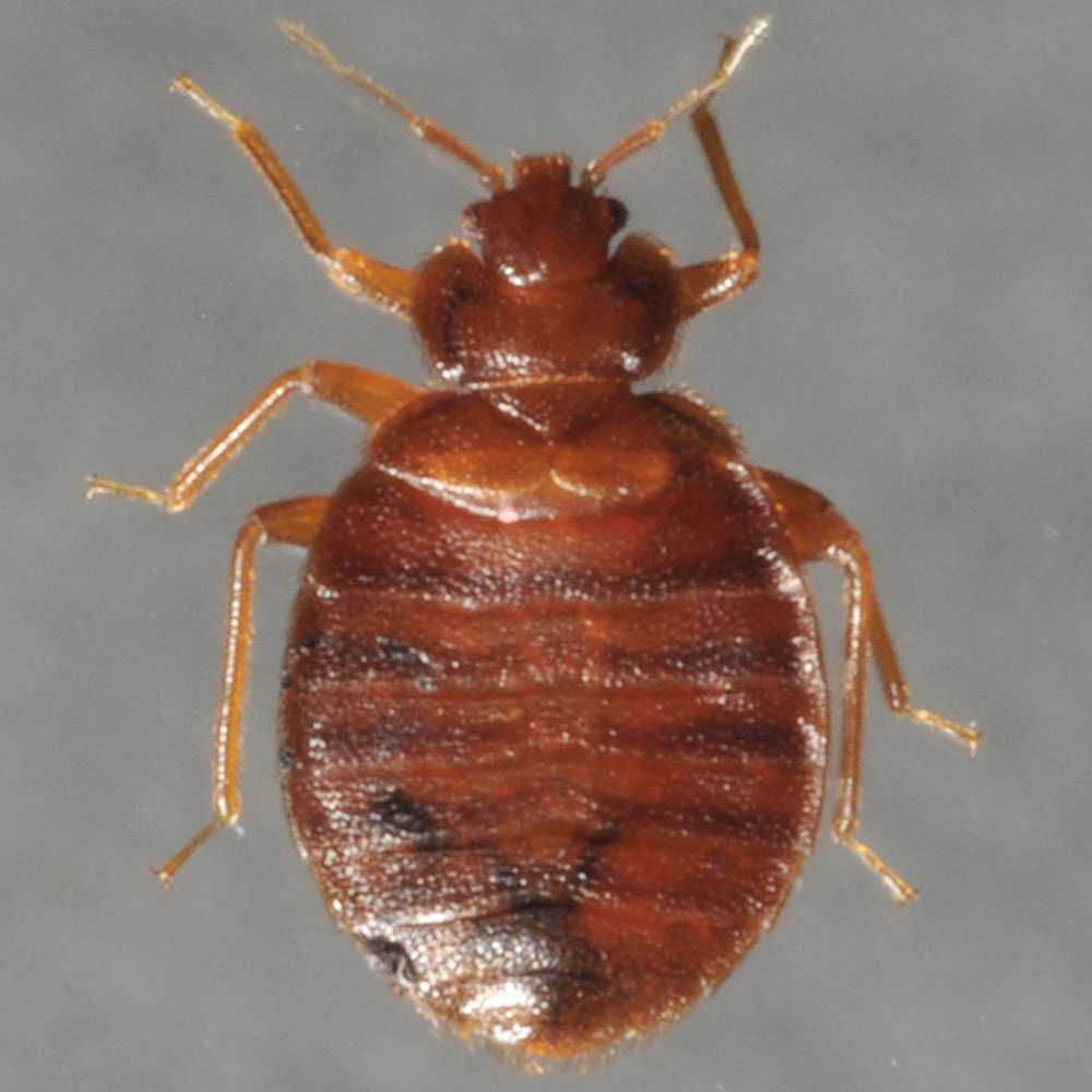 Bed Bug Photos Rutgers NJAES   Adult Bed Bug Big 