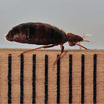 Photo of  Adult bed bug on a ruler.