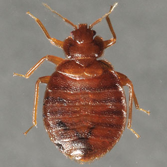 Photo of Adult bed bug.