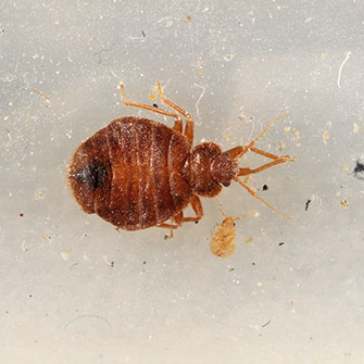 Photo of An adult bedbug and a first instar nymph in a Climbup interceptor.
