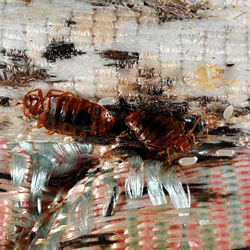 Photo: Close up of bed bugs on a mattress seam.