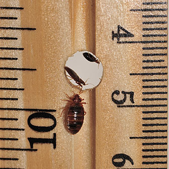 Photo of Bed bugs on a ruler.