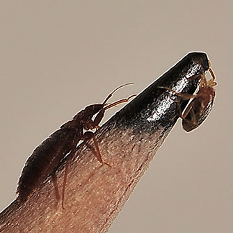 Photo of Bed bugs on a pencil.