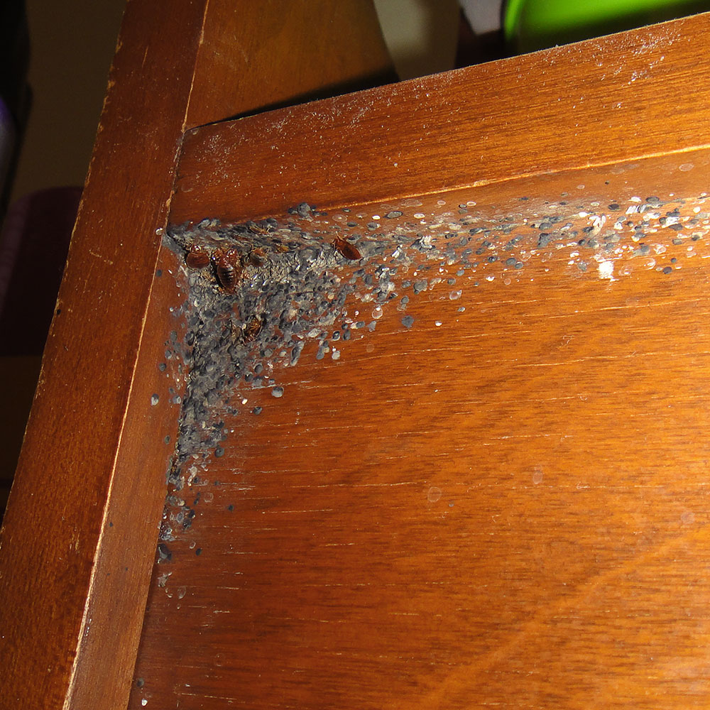 Can Bed Bugs Live In Wood Floor Bmp Vip