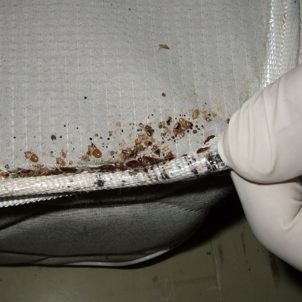 Bed Bugs On A Mattress Better Bed Bugs Information Thrasher Termite