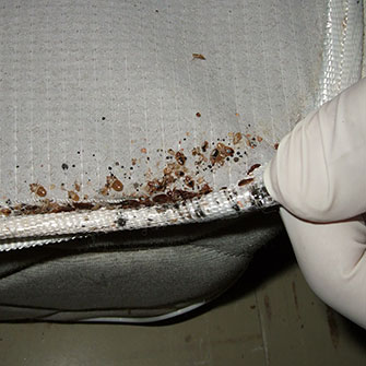 Photo of Bed bugs on a mattress corner.