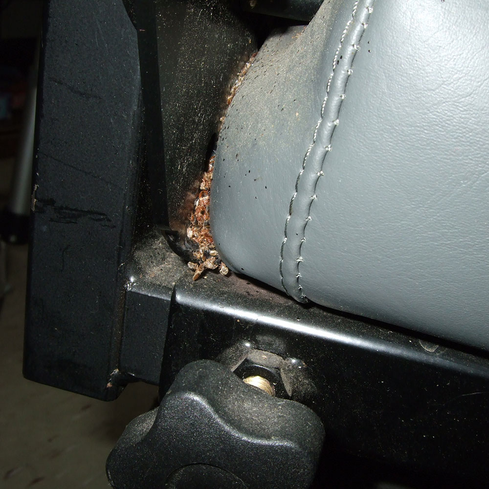 Bed Bug Photos Rutgers Njaes, Bed Bugs Leather Couch