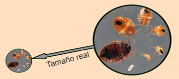 a bed bug's developmental stages from egg to full grown