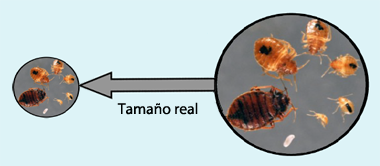bed bug at different development stages from egg to full grown