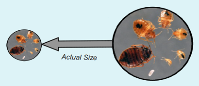 bed bug at different development stages from egg to full grown