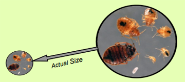 bed bugs pictures actual size