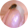 https://njaes.rutgers.edu/bed-bug/images/bed-bug-on-finger.png