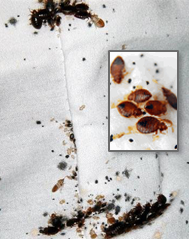 bed bugs on a mattress seam