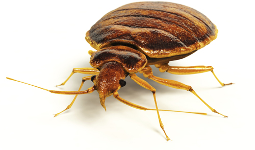 La King Bed Bug Removal Companies