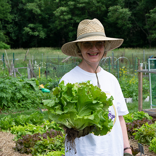 Photo: gardener holding lettuce.
