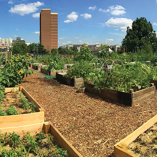 Photo: a community garden with raised beds.