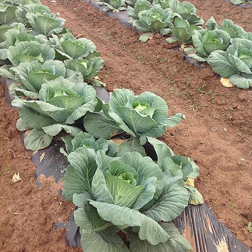 Photo: cabbage in field.