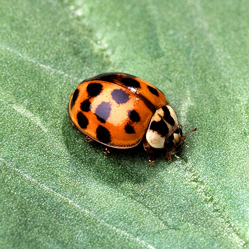 Photo: ladybug.