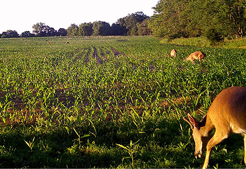 Deer coming out of cornfield.