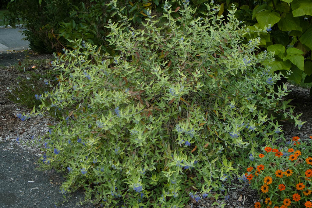 evergreen hedges in nj