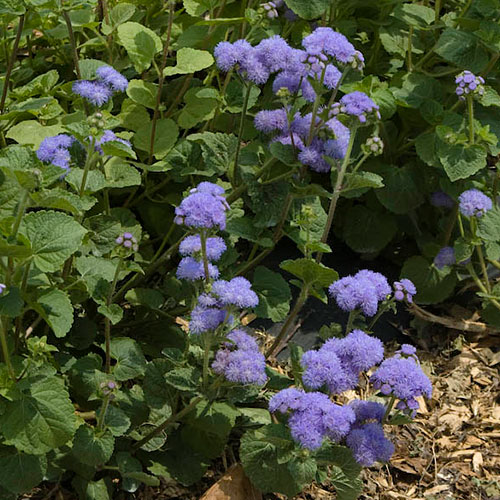 Photo: Ageratum houstonianum.