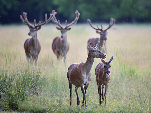 Photo: Red deer family.