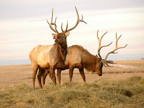 Photo: Two elk.