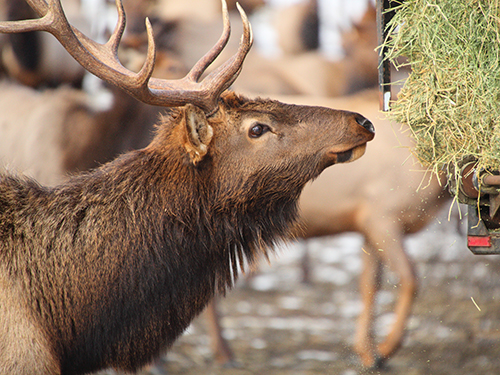 Photo: One elk eating.