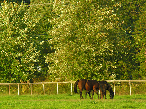 Photo: Horses. Photo courtesy of Carey Williams