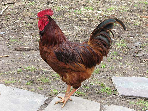 Photo: Rooster.