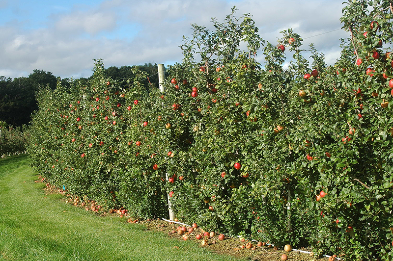 apple tree orchard images