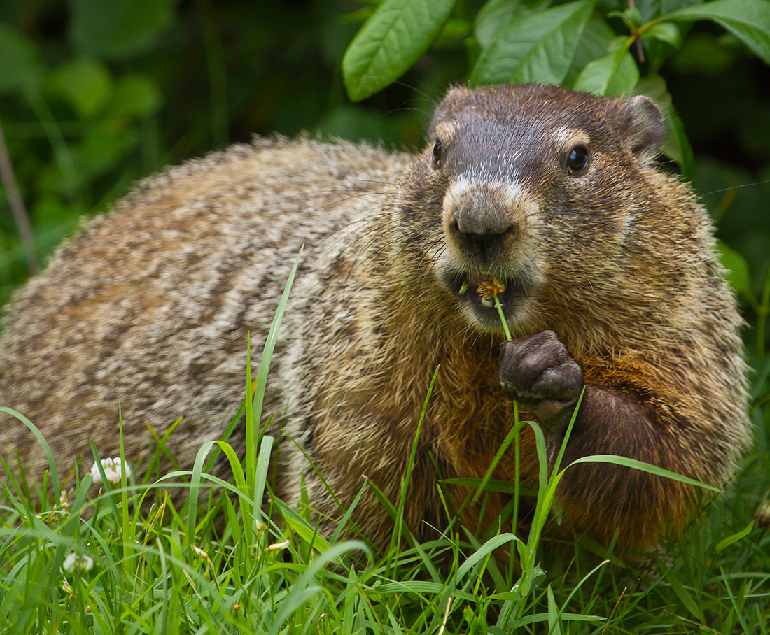 Groundhog Tail