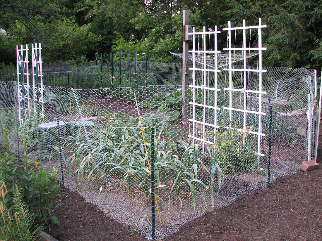 Protect Your Tomato Plants From Groundhog Damage - Explore Fencing, Netting & Lethal Methods