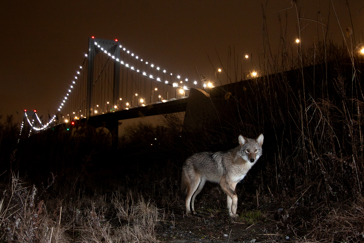 BEWARE! Eastern Coyote Sightings In NJ – What To Know!