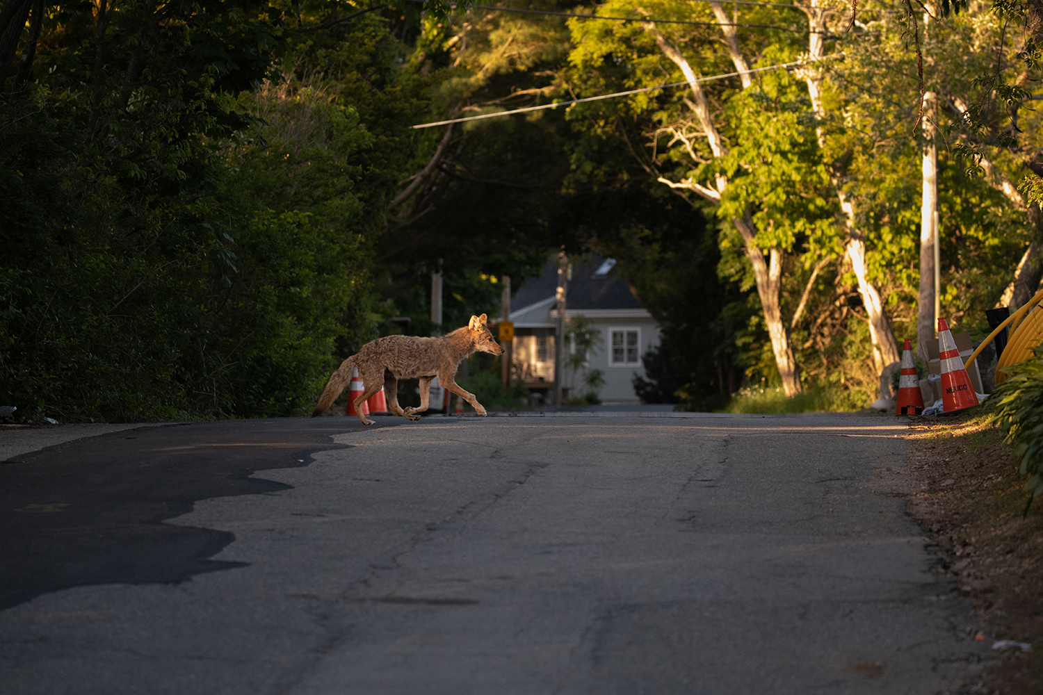 E367: Coyotes in New Jersey: History, Ecology, and Management