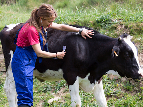 Photo: Vet looking at cow.