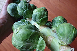 Brussels Sprouts.