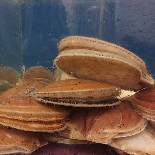 Photo: sea scallops in lab.