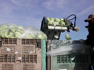Photo: Harvesting into bulk boxes for fresh cut bagged lettuce.