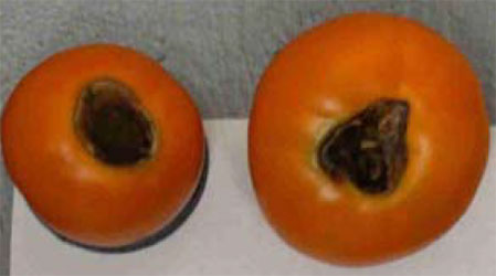 Tomato with blossom end rot.