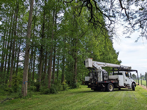 Truck near trees.