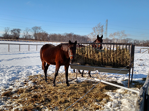 Horses in snow.