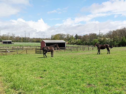 Horses in pasture.