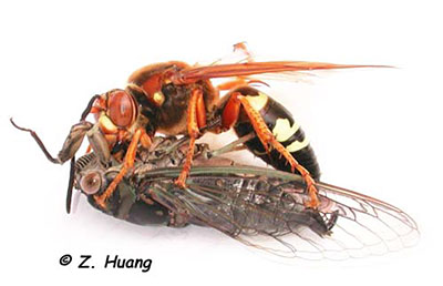 cicada killer stinger