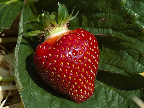 Photo: one strawberry on plant.